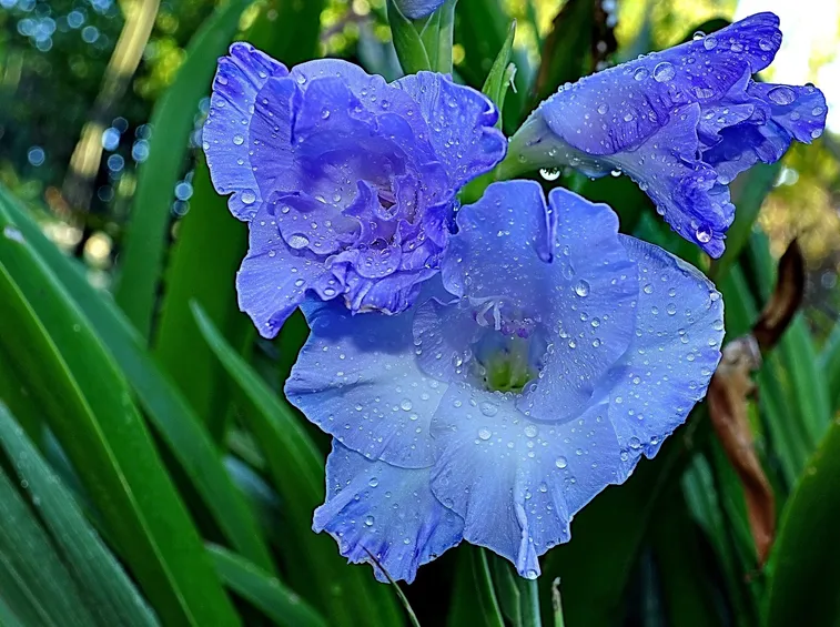 gladiolus blu