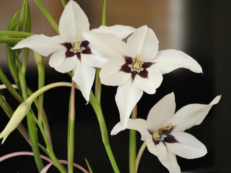 gladiolus callianthus