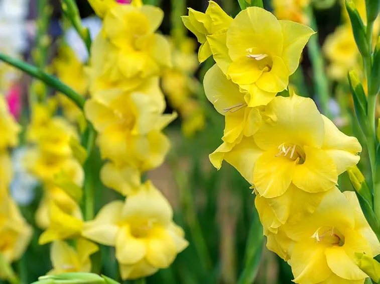 Gladiolus giallo