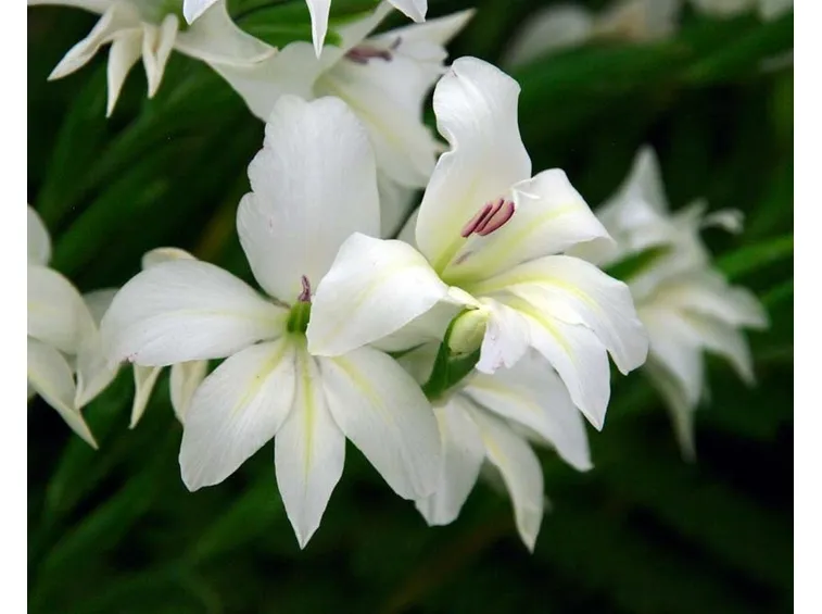 gladiolo bianco