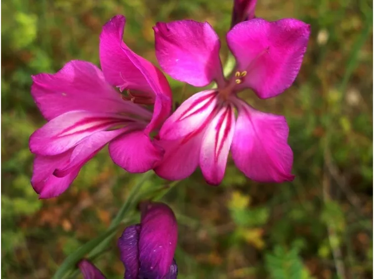 Gladiolus palustri