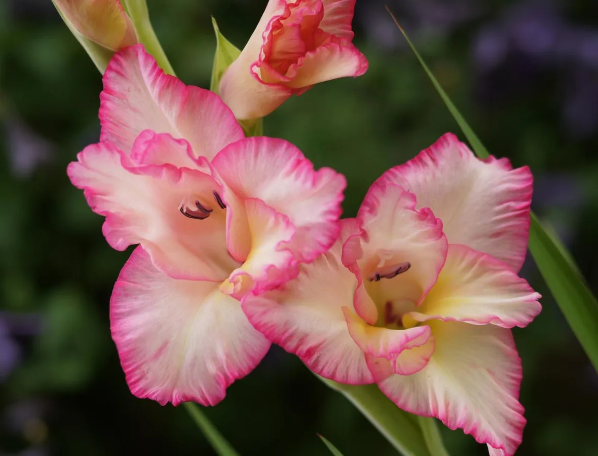 gladiolus rosa