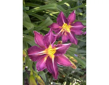 hemerocallis isolde