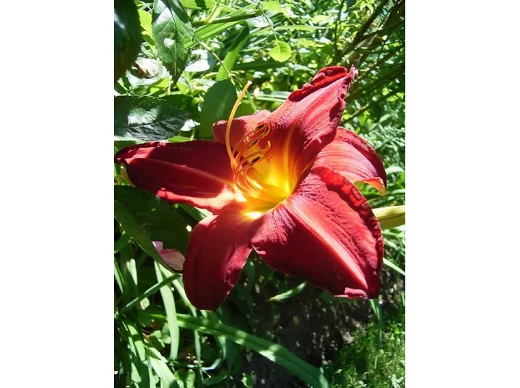 hemerocallis bridget