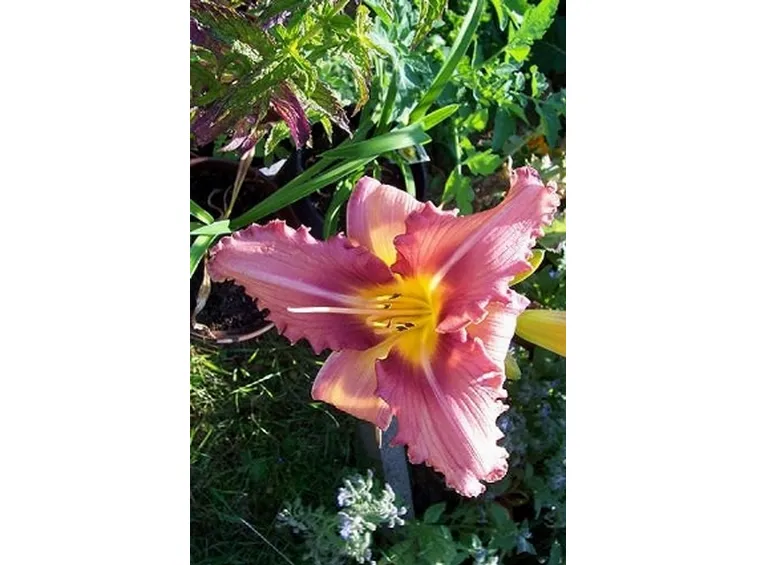 hemerocallis eyed beauty