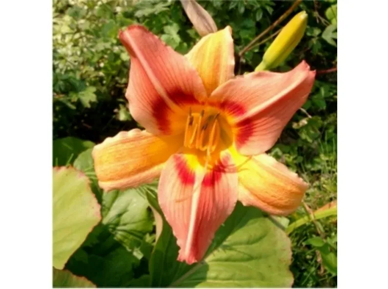 hemerocallis half pint