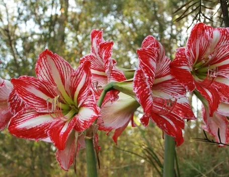 Hippeastrum bianco e rosso