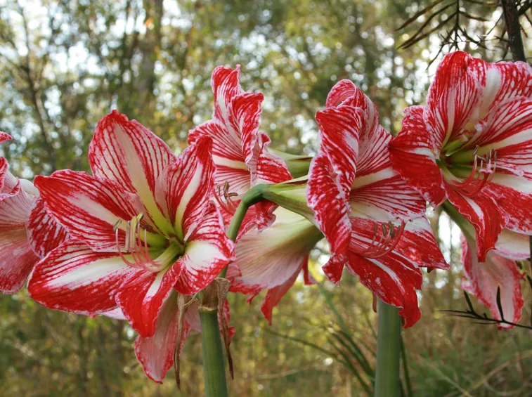 Hippeastrum bianco e rosso
