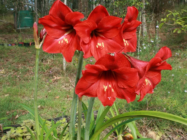 Hippeastrum