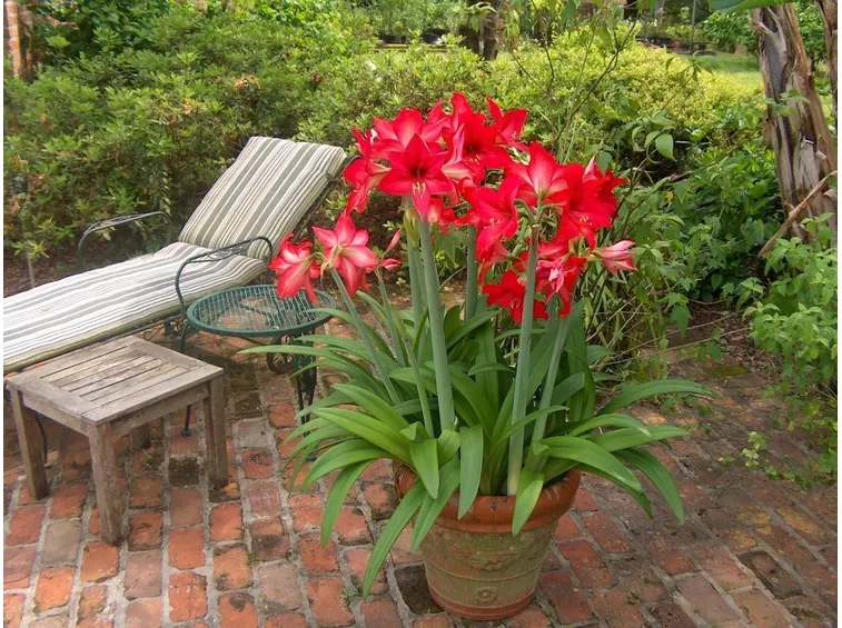 Pianta di Hippeastrum in vaso