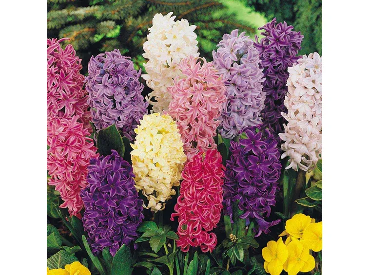 Giacinti giardino