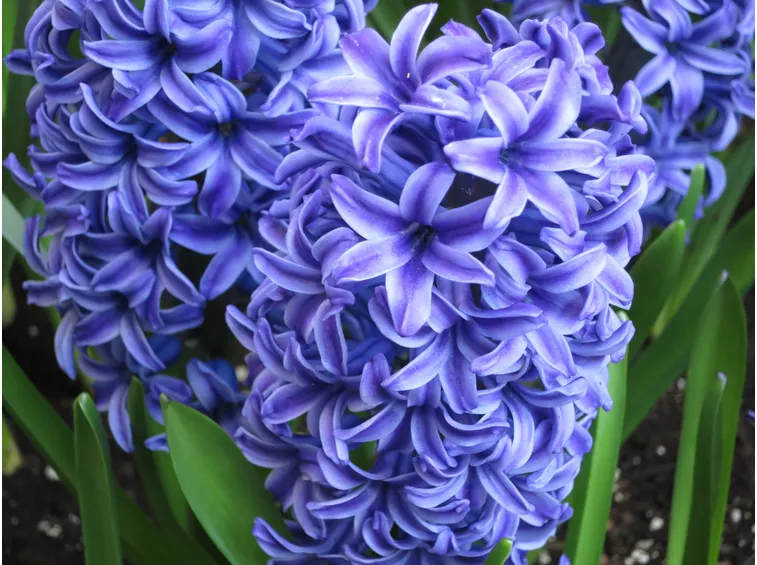 fiori giacinto