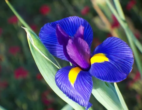 Iris viola