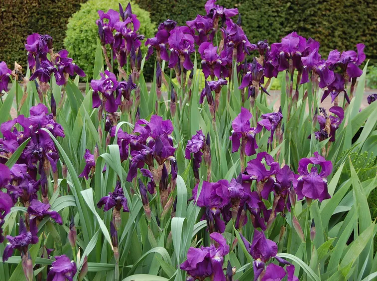 Iris germanica