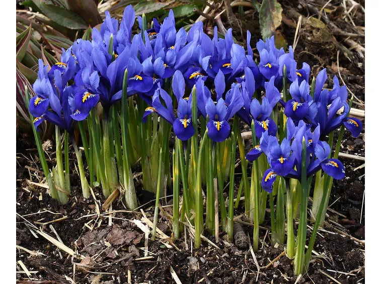 iris reticulata