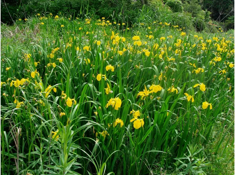 Iris pseudacorus