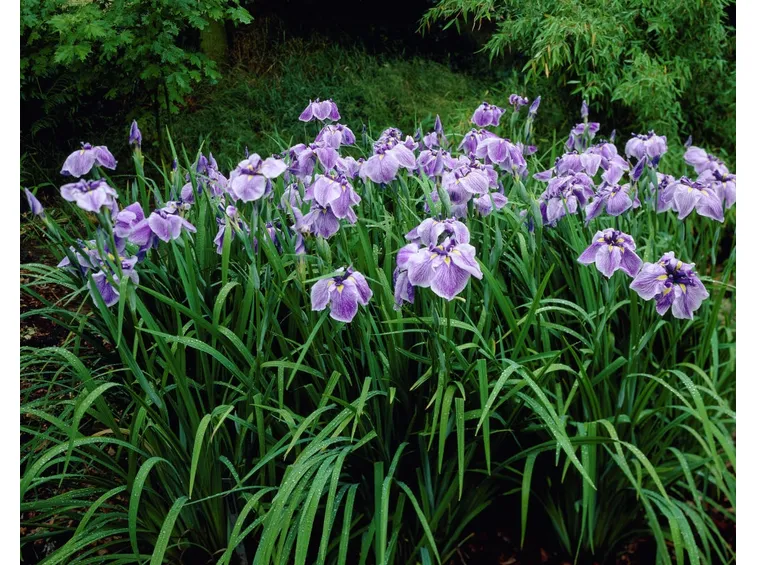 Iris ensata