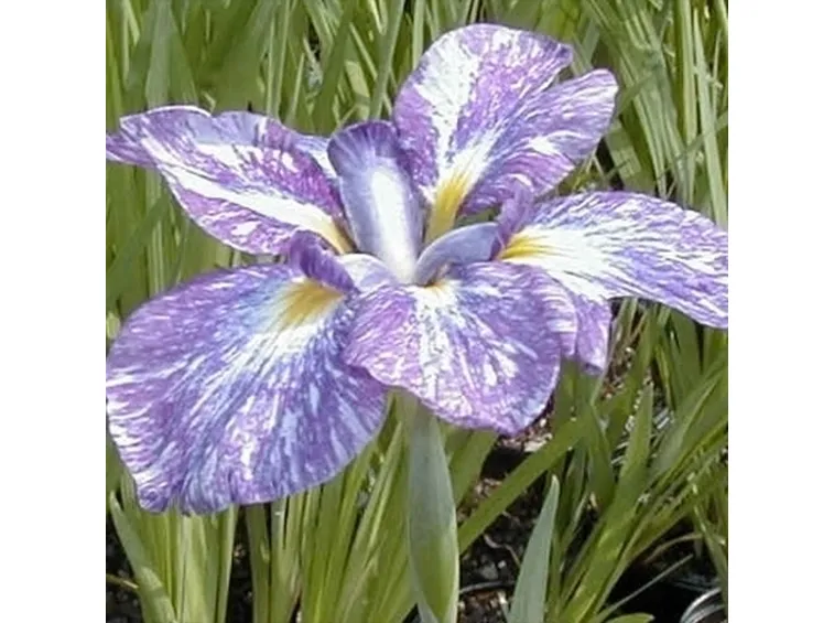iris fiorito