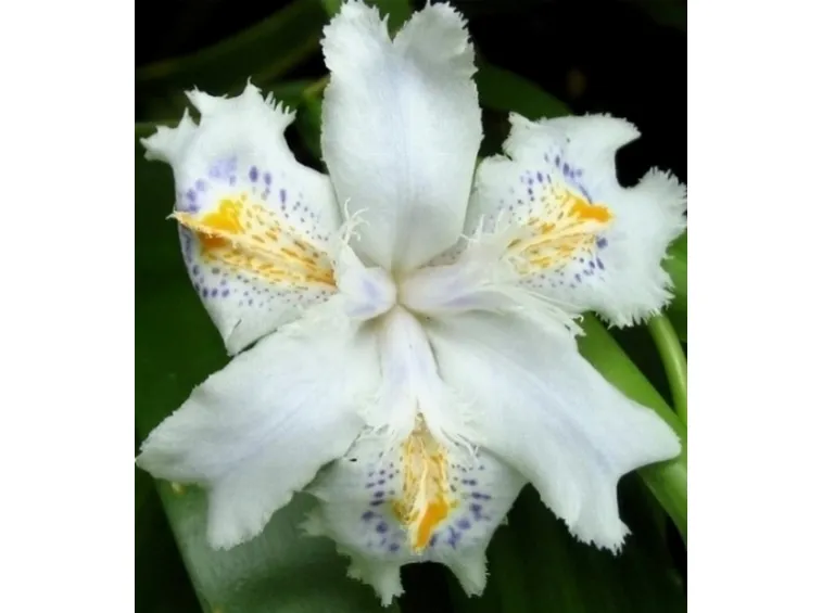 Iris japonica