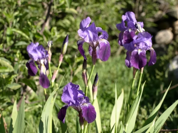 iris germanica