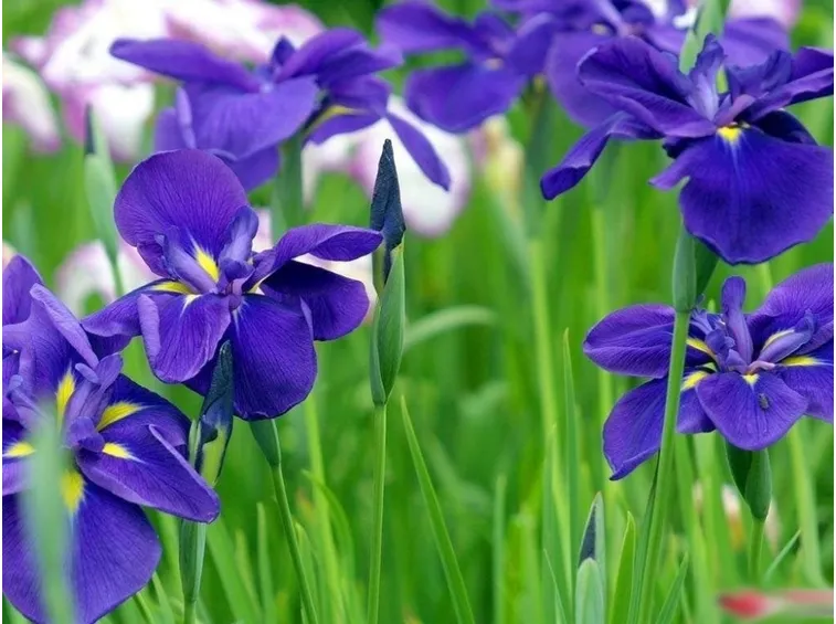 iris blu