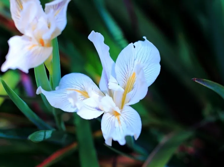 iris bianco