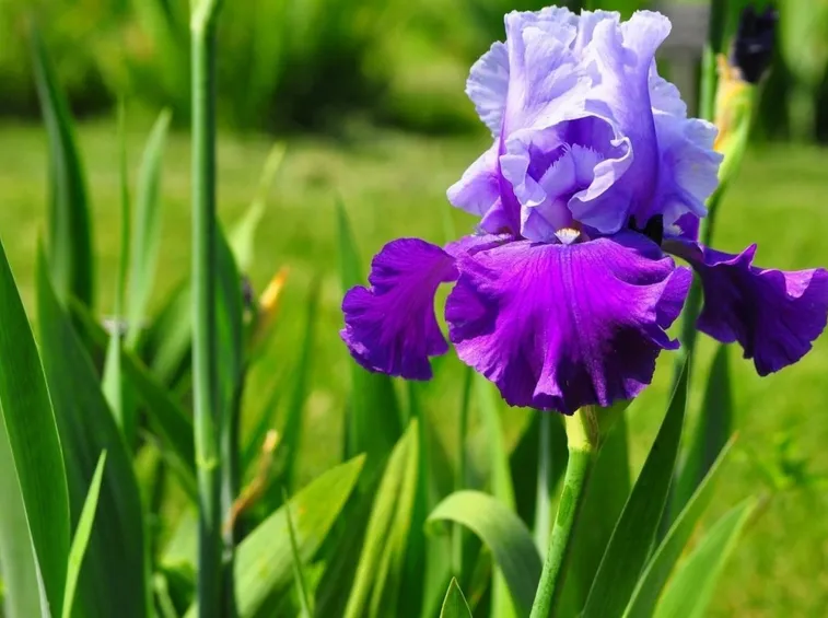 iris viola