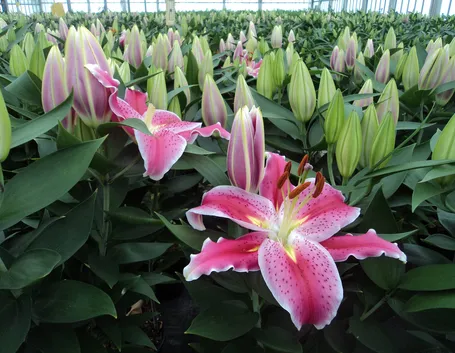 Piante di lilium