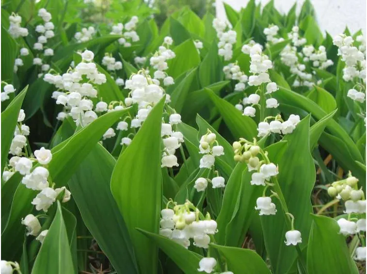 Convallaria Majalis