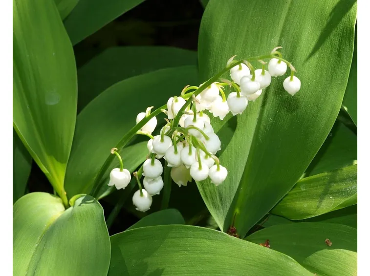 convallaria