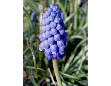 muscari