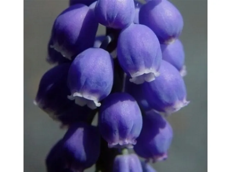 muscari blu