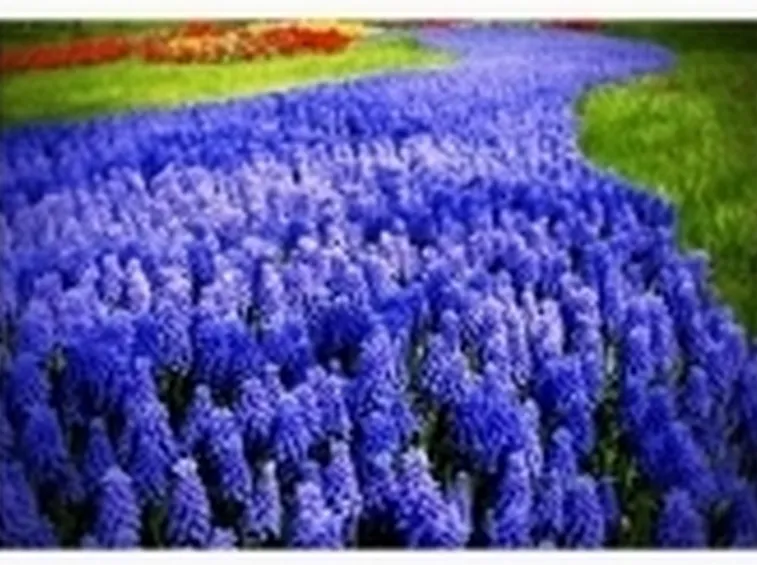 muscari in serie