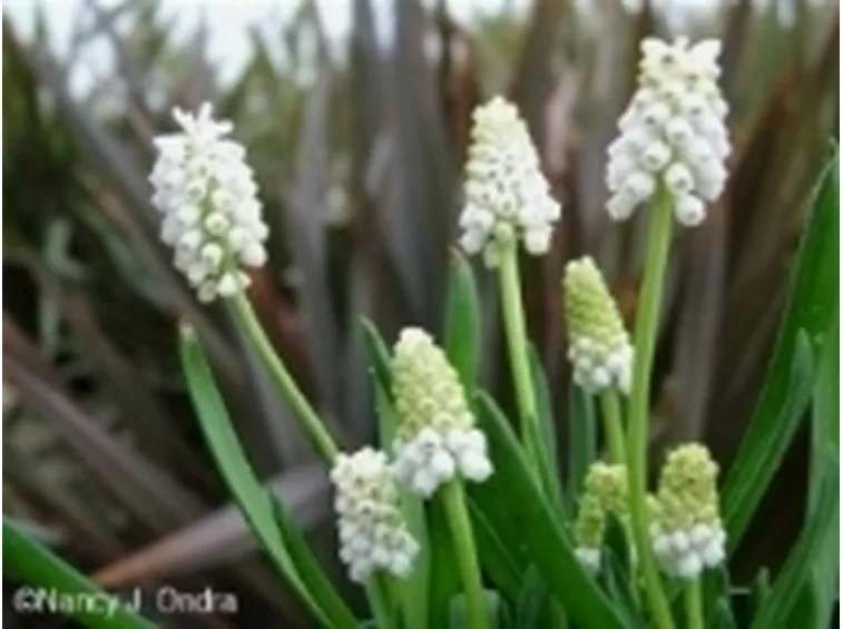 muscari bianchi