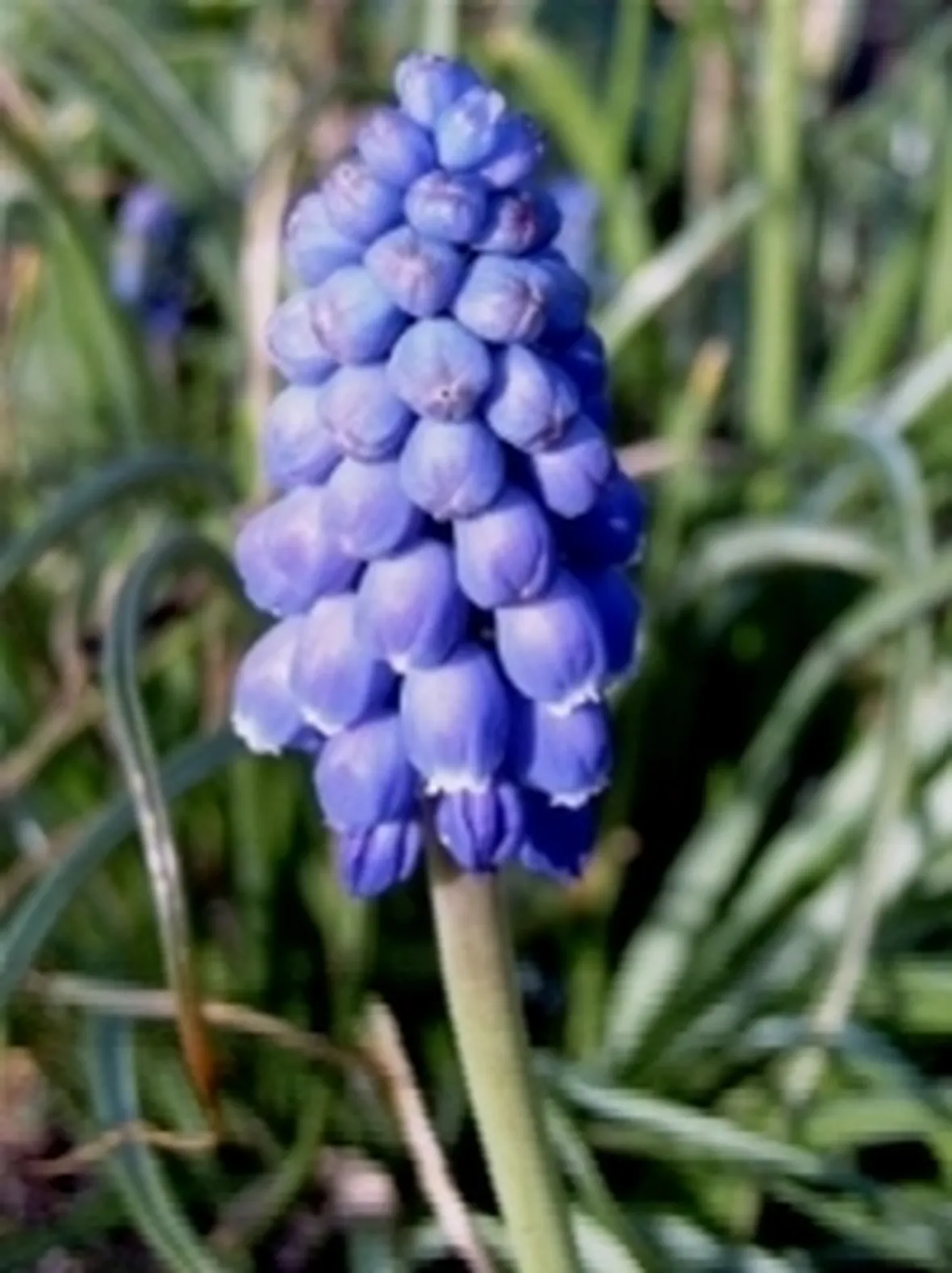 muscari