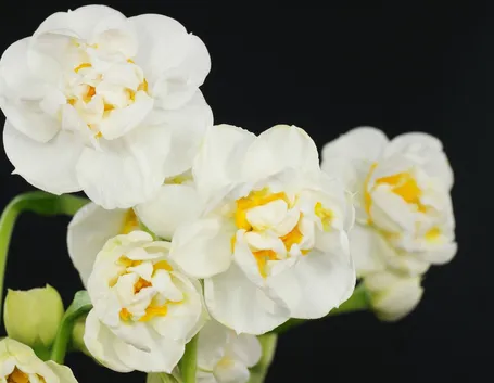 narcissus a fiore doppio