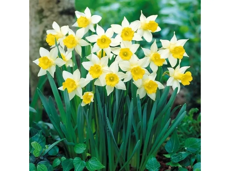 narciso1