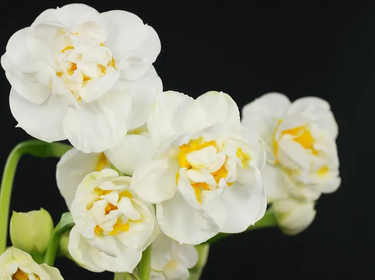 narcissus a fiore doppio