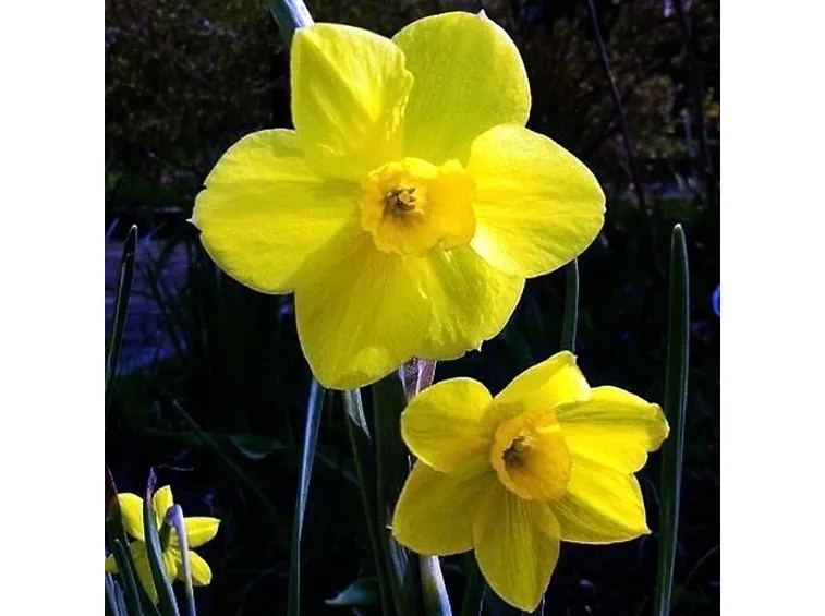 narcissus jonquilla