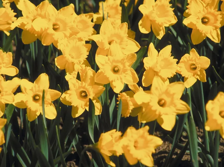 narcissus giallo