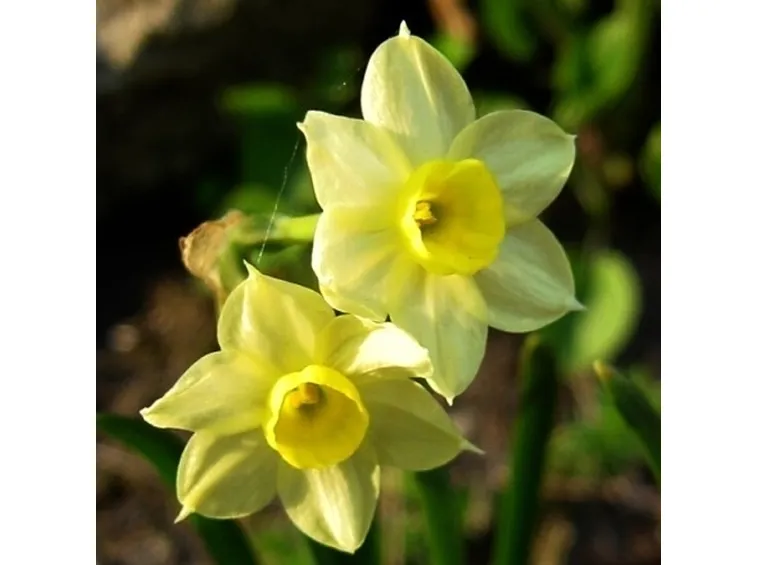 narcissus dove wings