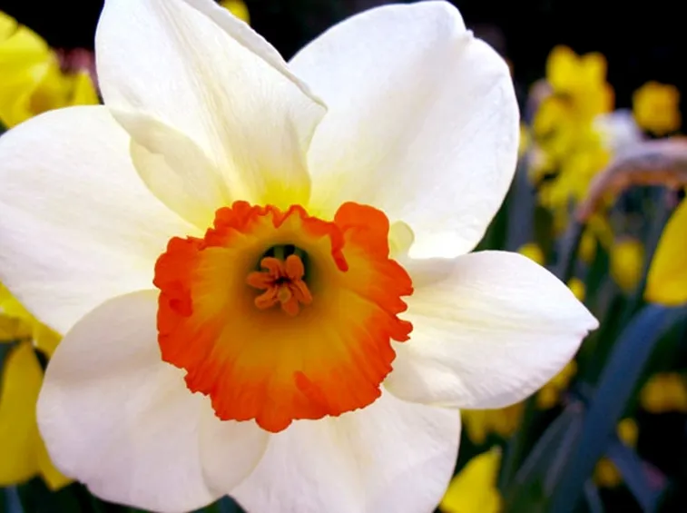 narciso bicolore