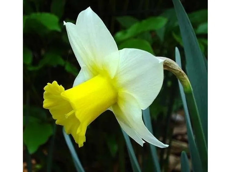 narciso