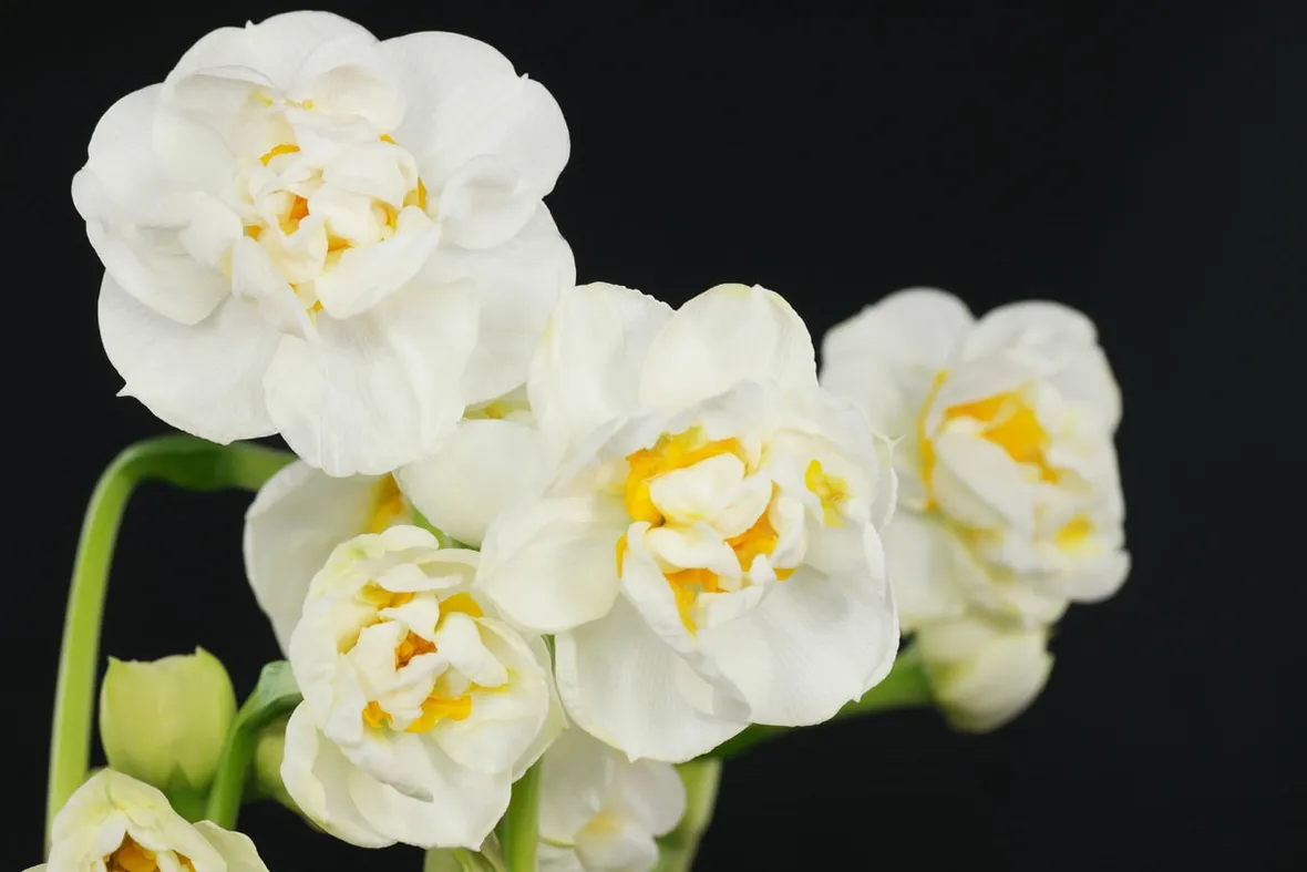 narcissus a fiore doppio