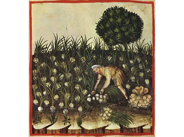 Tacuinum Sanitatis Casanatense