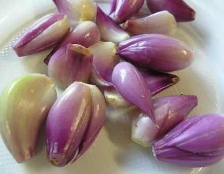 Bulbilli