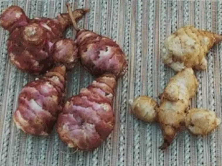 Rizoma