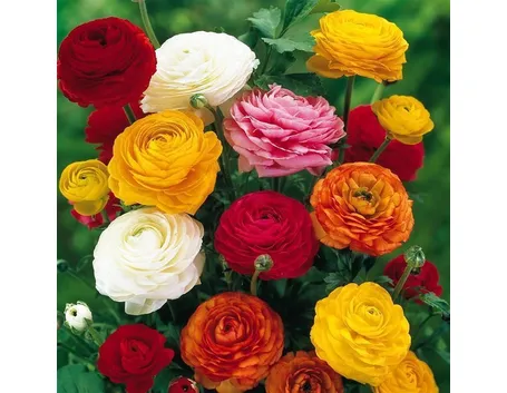 bouquet di ranuncolo