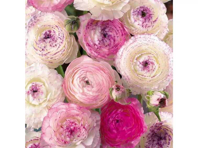 Fiori di ranuncolo