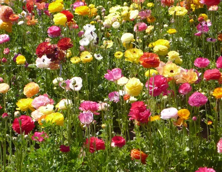 Coltivazione di ranunculus